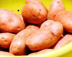 В Кабмине хотят делать из картофеля биотопливо