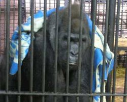 В киевском зоопарке замерзают животные