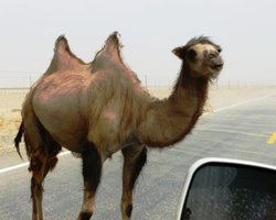 Дикие верблюды приспособились пить очень соленую воду: никто до сих пор не знает, как (видео)