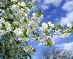 Погода на Пасху будет теплой по всей Украине, - Гидрометцентр