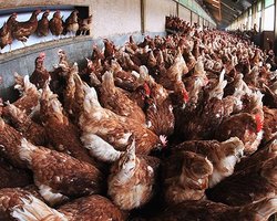 Вирус птичьего гриппа мутировал и может вернуться, - ООН