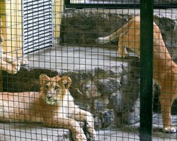 Британцы требуют закрыть киевский зоопарк