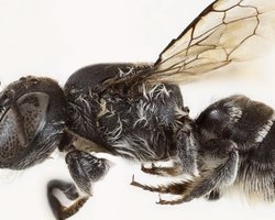 Люцифер живе в Австралії: вчені випадково натрапили на укриття диявола з рогами (фото)