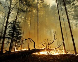 В России продолжают гореть 53 тысячи гектаров леса