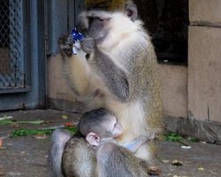 Киевский зоопарк объявил конкурс на новое имя обезьяны, пользователи соцсетей предлагают назвать его Титушко