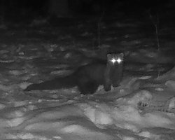 Їх вважали вимерлими: у лісах уперше за понад 150 років помітили рідкісний лісовий вид (відео)