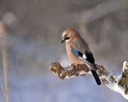 Снег, дожди и температурные скачки: Диденко рассказала, когда потеплеет в Украине