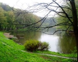 Киевского экс-чиновника поймали на дерибане леса