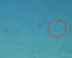 Прячет голову в песок на глубине 4100 метров: в океане нашли очень странное существо (видео)