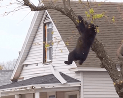 Висел на дереве четыре часа: медведя спасли после звонка очевидцев (видео)