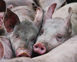 20 "Шахедів" били по свинарниках: на Харківщині від обстрілу РФ загинули 13 тисяч свиней (фото)