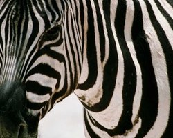 В Киевском зоопарке погибла  зебра