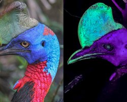 Таємницю найнебезпечнішого птаха у світі розгадано: чому його "шолом" незвично світиться (фото)