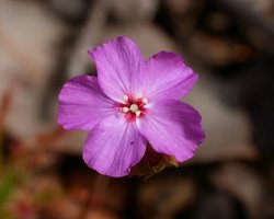 Магазинчик ужасов переехал: растение, пожирающее насекомых, переместилось на 70 км