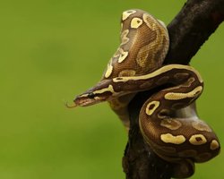 Деякі змії можуть обходитися без їжі цілий рік: учені з'ясували, як їм це вдається