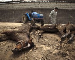 В зоне отчуждения вокруг Фукусимы убьют весь скот