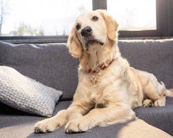 Ваша собака знает, когда гости должны уходить: 4 ключевых знака в поведении животного (фото)