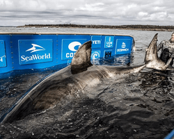 Самая большая белая акула вернулась в США: ученые раскрывают опасные тайны океана (видео)