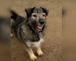 Нашли замерзшую и напуганную: 2-летняя собака Кири ищет новый дом