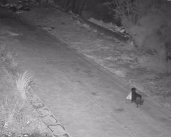 В Италии мужчина научил собаку незаконно выбрасывать мусор: "схему" разоблачили правоохранители (видео)