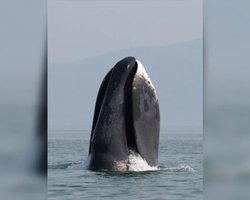 До 5 метрів завдовжки: названо тварину з найбільшим ротом на Землі (відео)