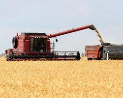 Семь фактов о зерновом кризисе