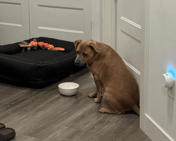 Собаку забрали в сім'ю після років у притулку: усього за день її було важко впізнати (фото)