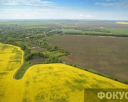 Зеленая нефть. Украинские аграрии с пшеницы переходят на рапс