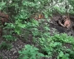 "Ноль уцелевших россиян": в ССО показали, как вернули контроль над позициями в Донецкой области (видео)