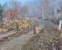 Ничего подобного не видели прежде: амурская тигрица с детенышами удивила ученых (видео)