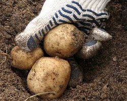 Более 2 миллионов тонн овощей пойдут на свалку, - СМИ