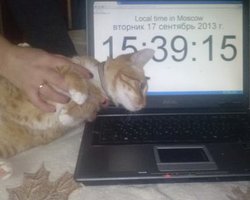 У жительницы Москвы похитили кота по кличке Навальный и требуют выкуп