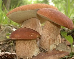 Грибы могут оказаться ядом: Супрун предупреждает