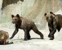 Медвежата в Киевском зоопарке получили новый дом