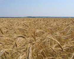 Правительство может ввести квоты на экспорт зерновых