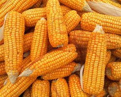 Не только зерно: Словакия расширила список продуктов, запрещенных к импорту из Украины