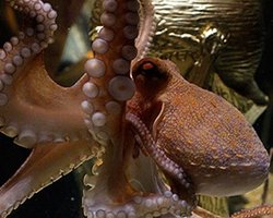 Осьминог-предсказатель стал почетным гражданином в Испании