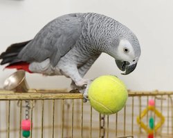 Папуга-британець зник на чотири роки, а повернувшись, заговорив іспанською: де його носило