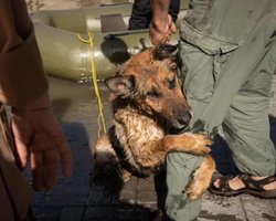 Символ жизни после подрыва Каховской ГЭС: стала известна судьба собаки Багиры (фото)
