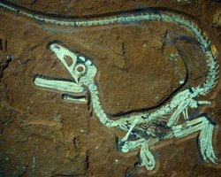 В Европе нашли самый полный скелет динозавра