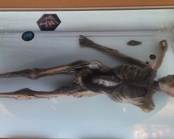 Крижана мумія Етці була заражена вірусом папіломи людини: вчені це довели