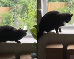 Огромная чайка стучала в окно: реакция домашнего кота заставляет смеяться (видео)