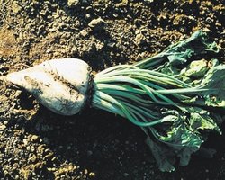 Крупнейший в мире производитель продуктов создал СП в Украине