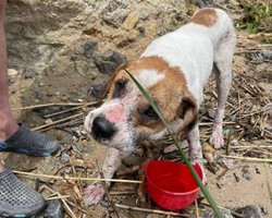 Проплыл на доске 100 км: стала известна судьба пса, который выжил после подрыва Каховской ГЭС