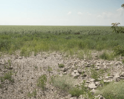 На месте Каховского водохранилища образовался лес, куда уже вернулись животные (видео)