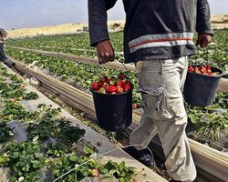 Украина не будет организовывать заробитчанам чартеры в другие страны, – МИД