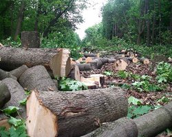 Харьковчане седьмой день протестуют против вырубки деревьев