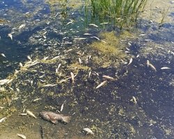 Загрязнение из реки Сейм, которая течет с территории РФ, уже достигло Десны, — Госводагентство