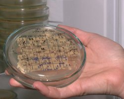 Ученые во Львове разрабатывают вакцину от коронавируса на дрожжах (видео)