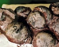 В Китае нашли останки беременной самки динозавра